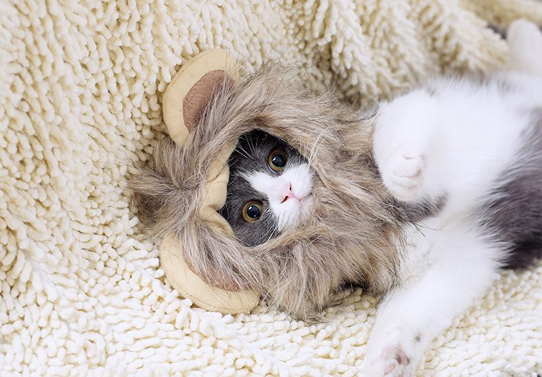 Lion headgear cat hat cute transformation decoration