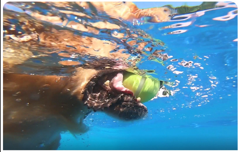 Buy quality Amazon Wickedball Automatic Crazy Jumping Ball Smart Pet Cat And Dog