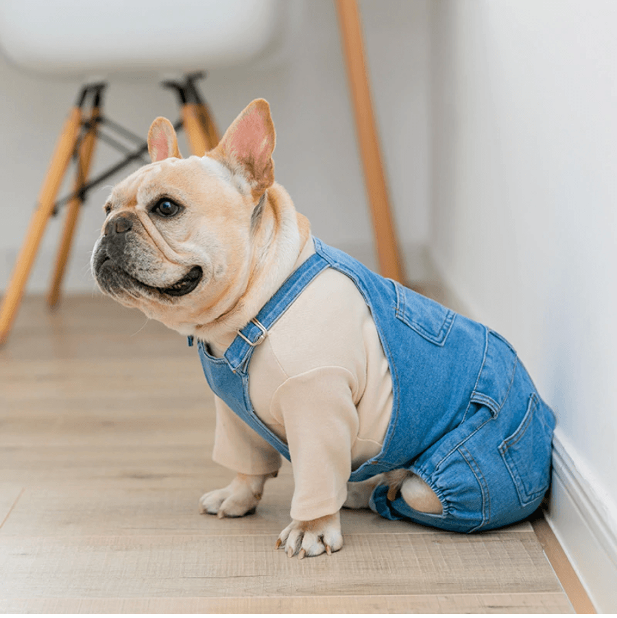 Jeans Jumpsuit for French Bulldog